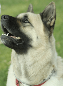 Screen Shot 2015-07-26 at 10.12.17 AM