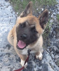 Screen Shot 2015-07-28 at 12.56.14 PM