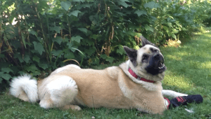 Screen Shot 2015-07-28 at 12.56.37 PM