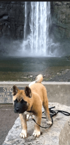 Screen Shot 2015-07-28 at 12.58.04 PM