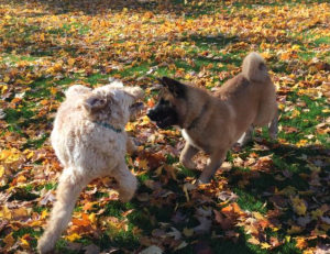 Screen Shot 2015-11-01 at 2.24.39 PM