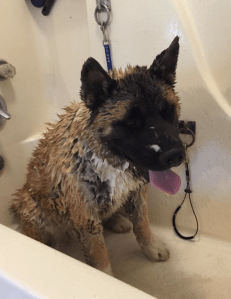 Screen Shot 2015-11-01 at 2.28.04 PM