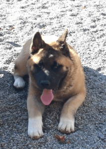 Screen Shot 2015-11-01 at 2.29.43 PM