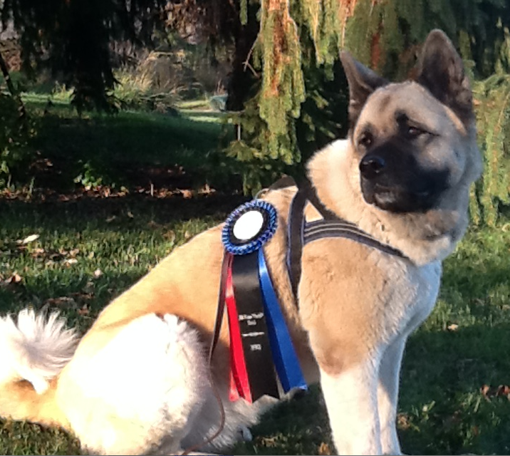 screen-shot-2016-11-13-at-3-50-57-pm