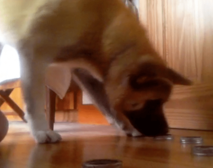 Screen Shot 2017-06-05 at 9.05.02 PM