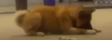 Screen Shot 2018-01-28 at 8.33.11 PM