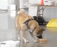 Screen Shot 2018-05-02 at 2.19.23 PM