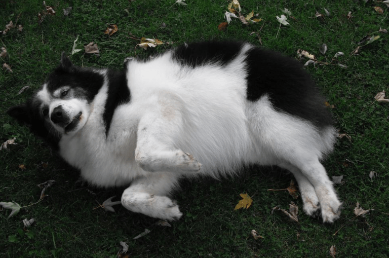 Screen Shot 2018-08-26 at 10.35.00 AM