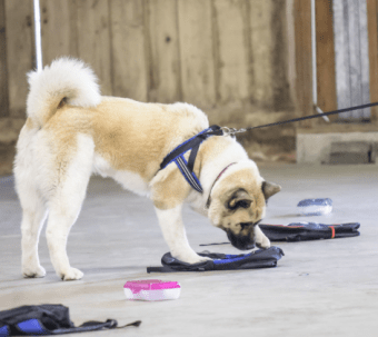 Screen Shot 2017-09-25 at 8.44.45 PM