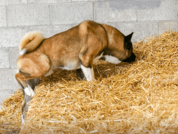 Screen Shot 2019-06-26 at 2.56.31 PM