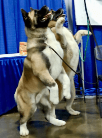 Screen Shot 2019-07-23 at 12.59.15 PM