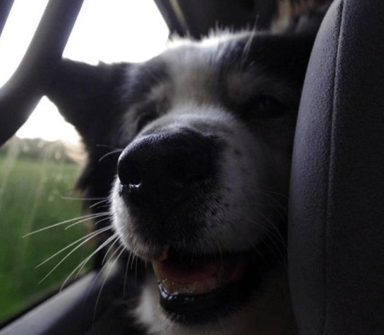 Screen Shot 2019-08-17 at 6.37.33 PM