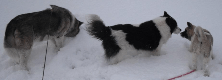 Screen Shot 2019-08-17 at 6.39.55 PM